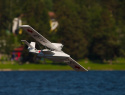 Lipno_2019-06-08_0231.jpg